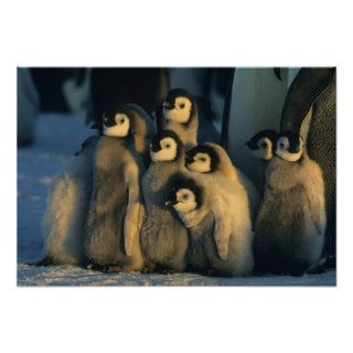 Emperor Penguin chicks in creche, Aptenodytes Posters