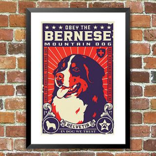 bernese mountain dog print, for pet lovers by the animal gallery