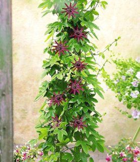 Winterharte Passionsblumen 'Ladybirds Dream', 1 Pflanze, Passiflora Garten