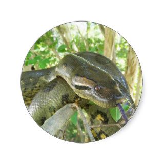Green Anaconda Round Sticker