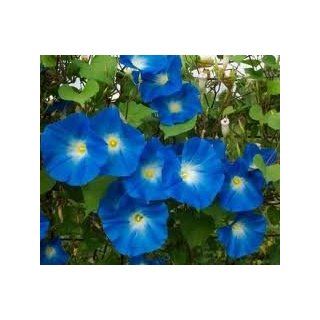 Todd's Seeds   Flower Seeds   Morning Glory, Heavenly Blue Seed, Sold by the Pound Patio, Lawn & Garden