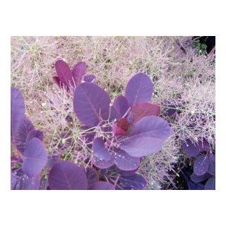 Roter Perckenstrauch als Stmmchen   Cotinus 'Royal Purple' Garten
