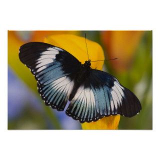 Sammamish, Washington. Tropical Butterflies 61 Poster