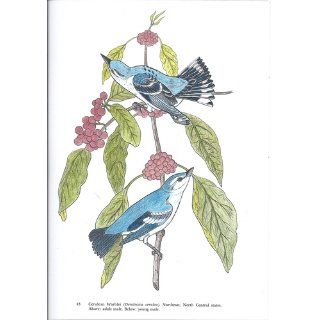 Audubon's Birds of America Coloring Book John James Audubon, Coloring Books 0800759230495 Books