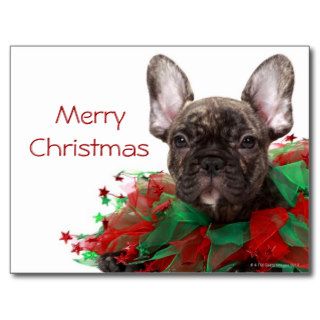 French bulldog wearing Christmas collar Postcards
