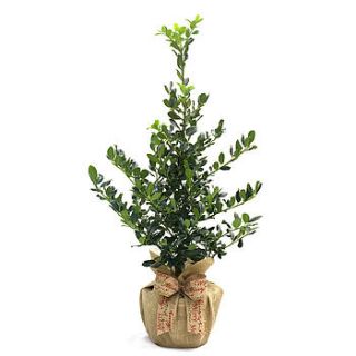 garden plants holly tree by giftaplant