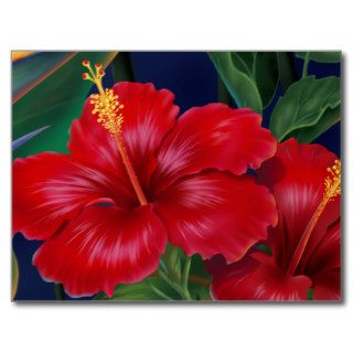 Tropical Paradise Hibiscus Postcard