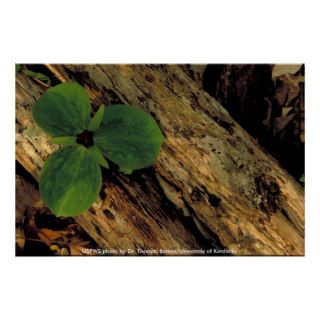 Poster / Sessile Trillium