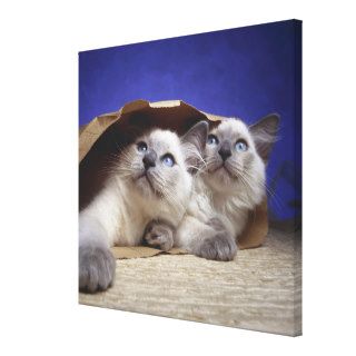 Cats in paper bag gallery wrapped canvas