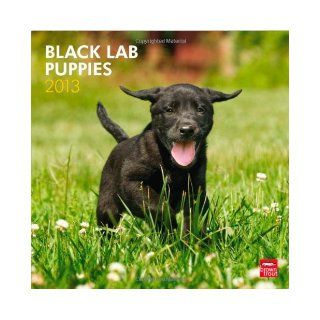 Labrador Retriever Puppies, Black 2013 Square (Multilingual Edition) BrownTrout Publishers 9781421698311 Books