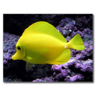 Yellow Tang Reef Fish Post Cards