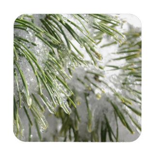 Icy Pine Needles Drink Coasters