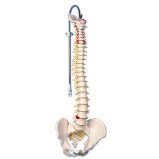 3B Scientific A58/1 Classic Flexible Spine Model, 29.1" Height