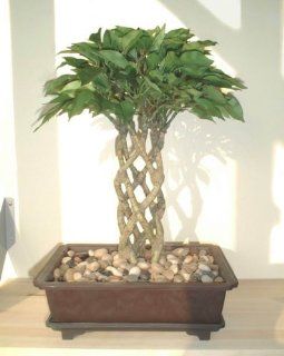 Ficus Bonsai, Kunstpflanze (38cm) ohne Topf Garten