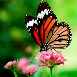 Schmetterlinge Live Wallpaper Apps fr Android