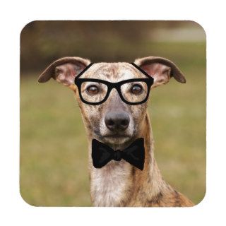 Nerd Whippet in Glasses and Bow Tie Coasters