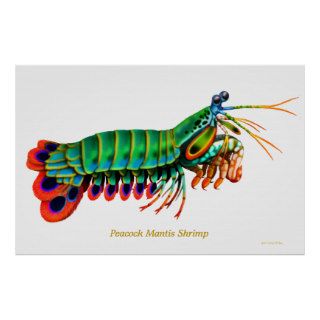 Peacock Mantis Shrimp Reef Animal Poster