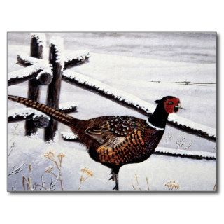 Ring necked pheasant post cards