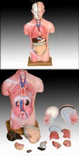 Torso, 45cm, 13 TEILIG, mit Organen, Anatomie Modell Drogerie & Körperpflege