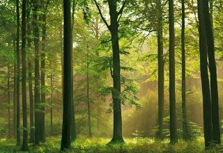 Fototapete Autumn Forest, Herbst Wald, 8 teilig, 366 x 254 cm, gestochen scharfe XXL Ansichten verfgbar Querformat, Bildtapete, Fotowand, Poster Tapete Baumarkt