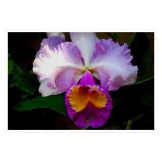 Cattleya Orchid   White/Purple/Yellow Print