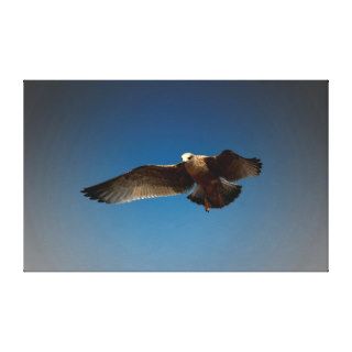 A large bird of prey coming in for a landing gallery wrap canvas