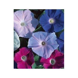 Burpee Flower Morning Glory Tall Mix 43125 (Multi Colored) 25 Heirloom Seeds  Flowering Plants  Patio, Lawn & Garden