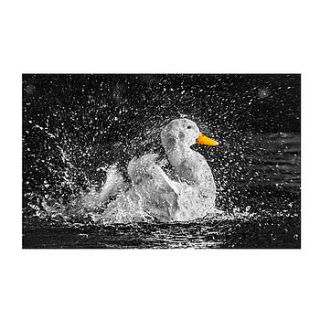 pekin duck print by ben robson hull photography