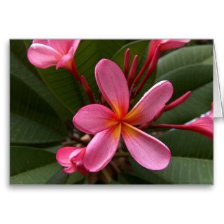 Pink Inspirational Flower Greeting Cards