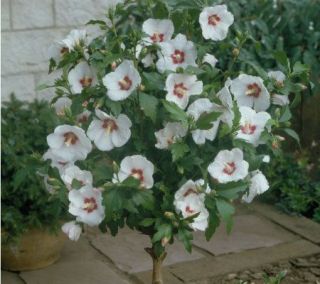 Cottage Farms Red Heart Rose of Sharon Hibiscus Tree  —