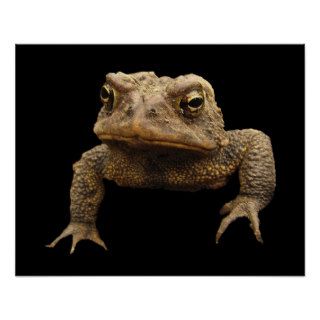 American Toad Poster