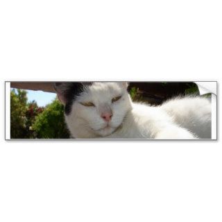Black and White Bicolor Cat Lounging on A Park Ben Bumper Stickers