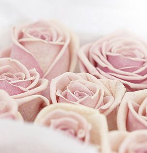 freeze dried roses by forever & ever