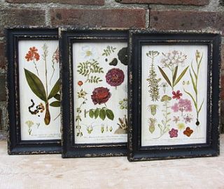 framed botanical print by horsfall & wright