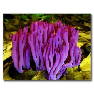 The Violet Coral Fungus Clavaria Zollingeri Post Cards