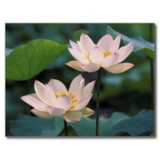 Lotus flower in blossom, China Postcards