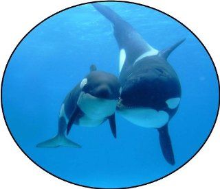 Shop Two Orka Killer Whales   Etched Vinyl Stained Glass Film, Static Cling Window Decal at the  Home Dcor Store