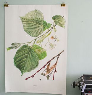 vintage botanical print 'linden' two sided by bonnie and bell