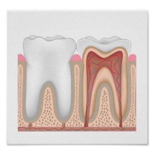 Human Tooth anatomy poster