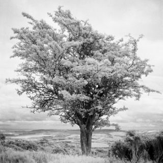 tree, exmoor, black and white print by paul cooklin