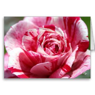 Peppermint Rose, S Cyr Greeting Cards