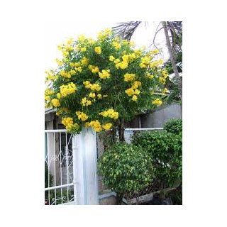 *NEW* YELLOW TRUMPET BUSH/TREE *7 SEEDS *Tecoma Stans*Yellow Elder*BELLS*#1137 B  Plant Seed Collections  Patio, Lawn & Garden