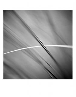 wild grasses, black and white print by paul cooklin