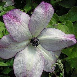 clematis fond memories by giftaplant