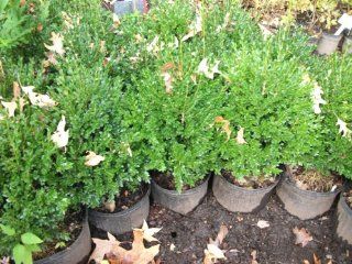 Green Mountain Boxwood (Buxus x 'Green Mountain')  Tree Plants  Patio, Lawn & Garden