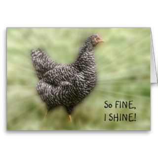 Starburst Chicken Young Barred Plymouth Rock Hen Greeting Card
