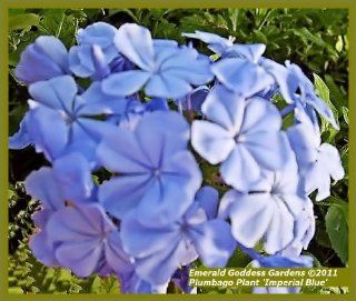 Blue Plumbago Live Plant Large 3 Gallon Size  Flowering Plants  Patio, Lawn & Garden