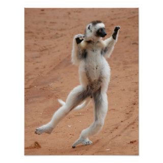 Dancing Sifaka Lemur Posters