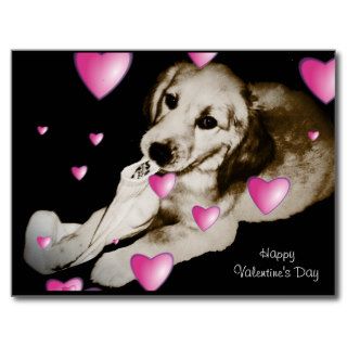 Golden Retriever Puppy Sock Valentine's Postcard