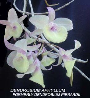 Dendrobium pierardii (aphyllum) 591 Grocery & Gourmet Food